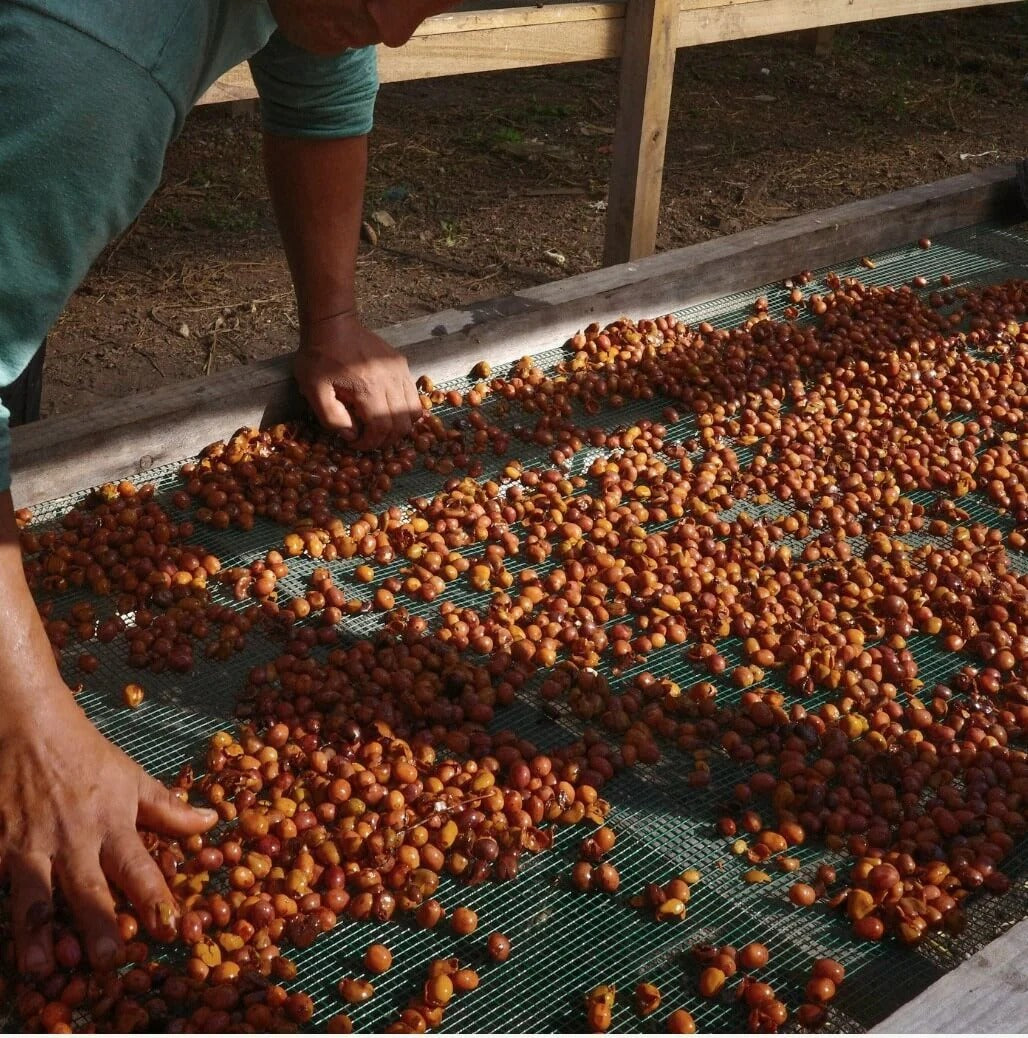 Scratch Cafe Coffee (Ground)