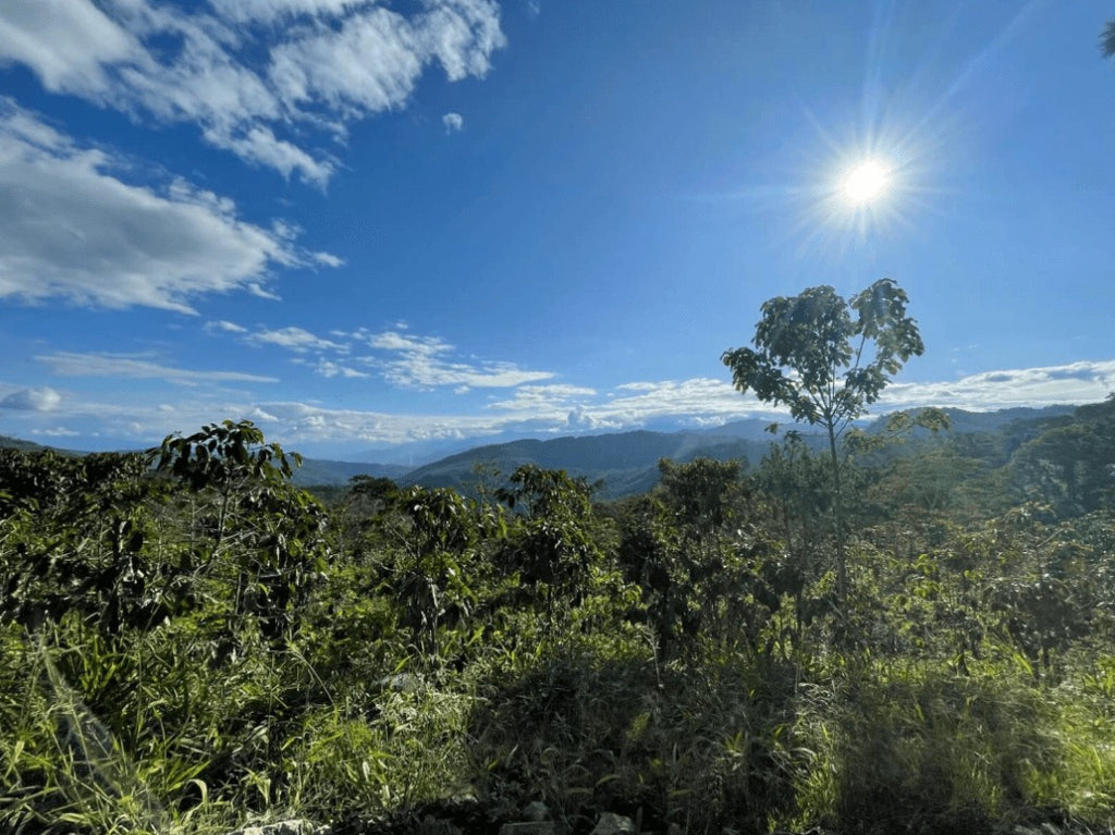 Scratch Cafe Coffee (Whole Bean)