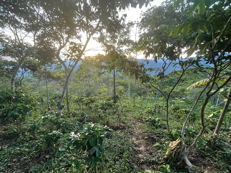 Scratch Cafe Coffee (Ground)