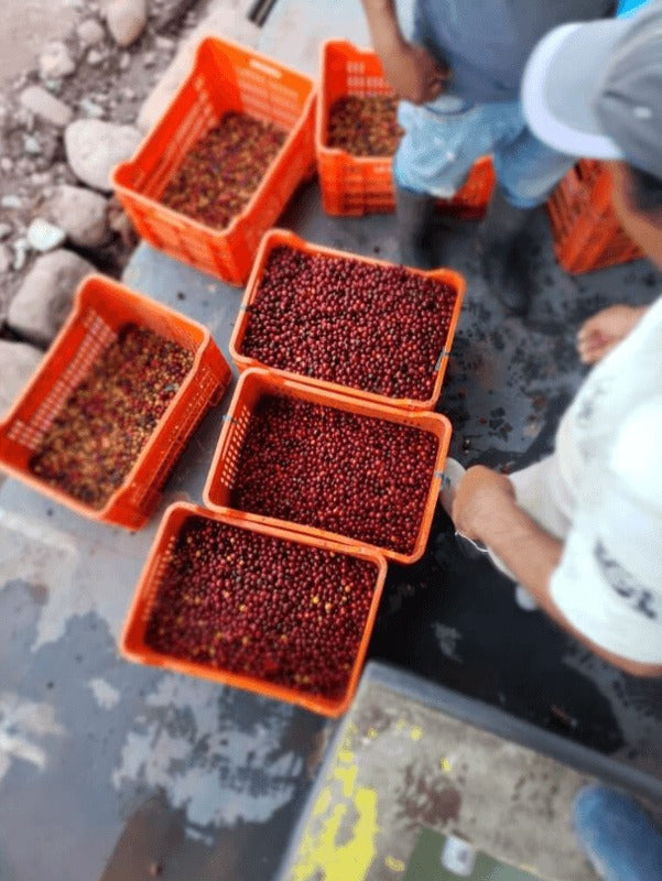 Scratch Cafe Coffee (Whole Bean)