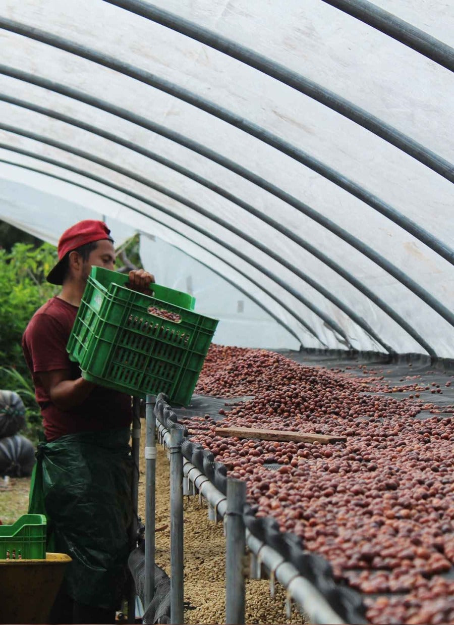 Scratch Cafe Coffee (Whole Bean)